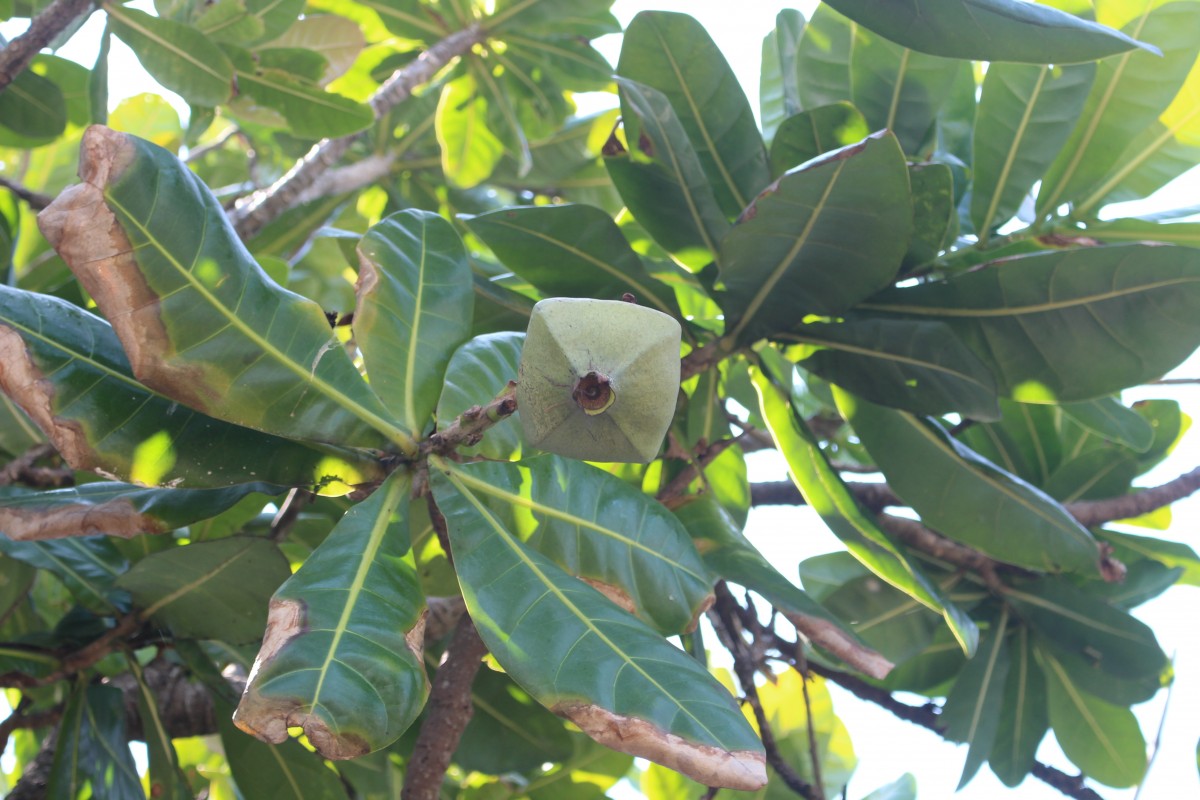 Barringtonia asiatica (L.) Kurz